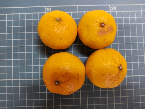 希少品種　こつぶっこ　媛小春　4キロ