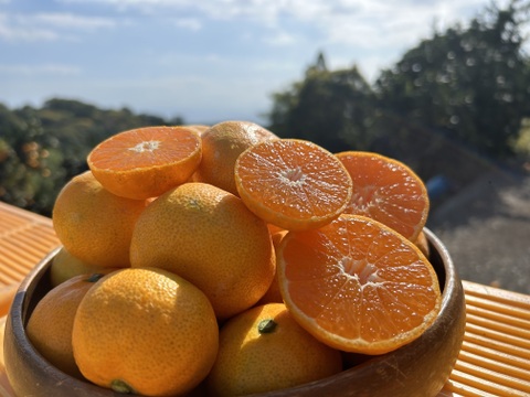 山口さんイチオシ！甘くて美味しい尾崎みかん（2S・S・Mサイズ)