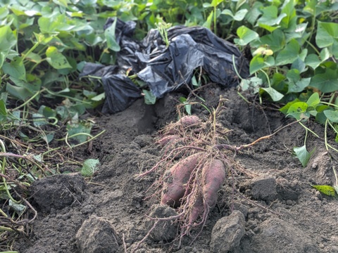 【季節限定】鮮やかな紫色　紫芋（あやむらさき）1.9kg