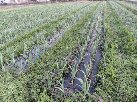 埼玉育ち！みんなのニンニク（嘉定種）500g