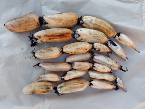 【便利な洗い済み】農薬・化肥不使用の「備中レンコン」（ご家庭用・大小混合3kg）