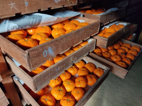 家庭用Ｂ品  蔵出し貴少品種　ひめのか【ミカン】　箱込み4.5キロ