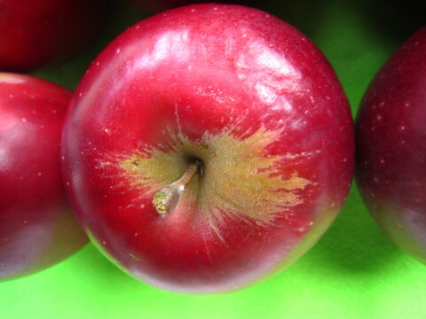 樹上完熟紅玉 総重量 約4kg前後 青森県 南部地方産 自家りんご農園生産直送品！