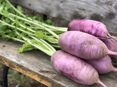 5kg ピリッと辛い 夏大根 甘酢漬けに むらさき大根 長野県産 食べチョク 農家 漁師の産直ネット通販 旬の食材を生産者直送