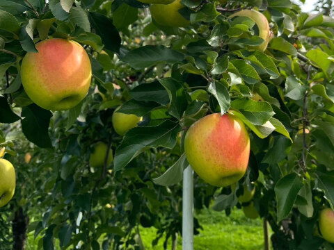 《予約商品》綺麗なぐんま名月 11月上旬  5キロ箱 14～20玉 長野県産