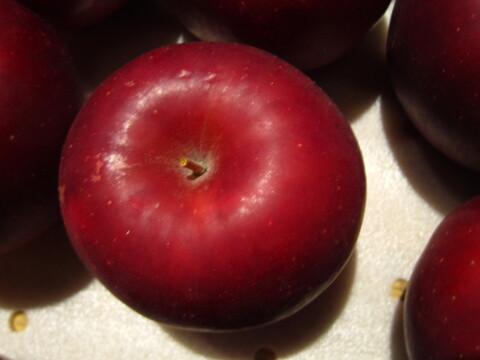 樹上完熟紅玉 小玉～ 総重量 約4kg前後 青森県 南部地方産 自家りんご農園生産直送品！