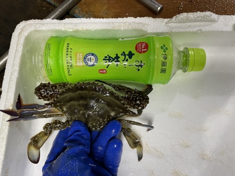 ワタリガニ 伊勢湾 日間賀島産 ガザミ身入り抜群匹約3 8 4キロ身はパンパン オスメスランダム 活〆冷凍 愛知県産 食べチョク 農家 漁師の産直ネット通販 旬の食材を生産者直送 ワタリガニ 伊勢湾 日間賀島産 ガザミ身入り抜群匹約3 8 4キロ身はパンパン オスメスランダム 活〆冷凍 愛知県産 食べチョク 農家 漁師の産直ネット通販 旬の食材を生産者直送