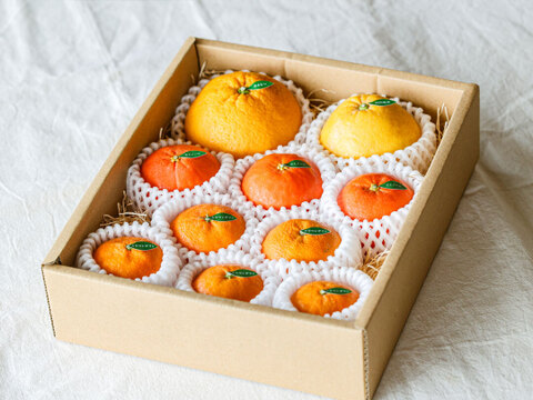 【食べ比べ】春かんきつお楽しみ箱　ギフト箱入セット【贈答用(超 特選品)】 zzz-fr10