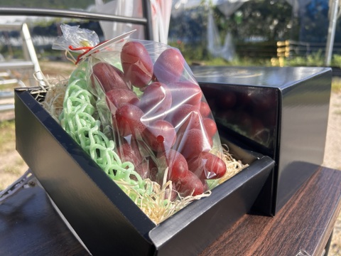 【超数量限定】島根県オリジナル高級ブドウ「神紅」。【化粧箱】【550g×1房】