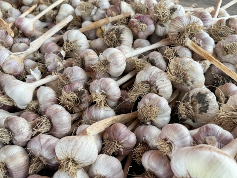 【茨城県産】ホワイト六片種 粒にんにく バラ800g(メール便）