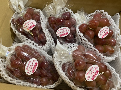家庭用】クイーンルージュ約3kg(5〜8房)☆長野県限定品種☆発送9月中旬
