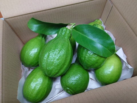 すでに果汁たっぷり！皮まで使える安心グリーンレモン🍋[約1.5kg]