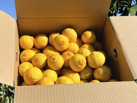 得🍋はるか 大豊作&訳あり皮キズ・こぶりサイズ 4.5kg (一部外皮キズあり)