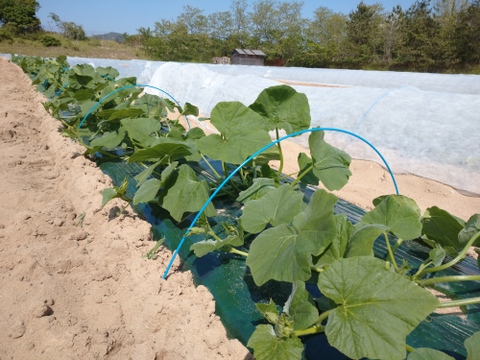 「砂丘育ちの栗かぼちゃ」1箱10㎏程度