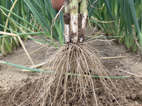 ～4代続くねぎ農家の逸品～　京都山城のねぎと国産しらすピザ 1枚