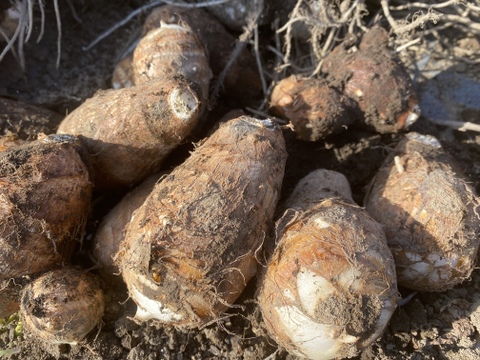 【通年完全農薬不使用】掘り立て！信州八ヶ岳山麓産　ほくほく甘い里芋！2kg