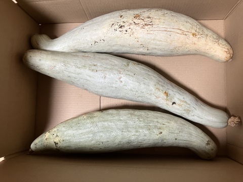 自然栽培冬至用かぼちゃ甘龍5.5kg