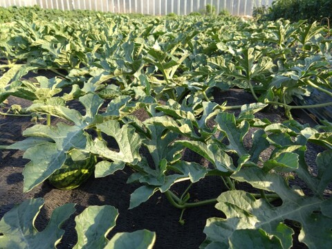 【最高糖度15度超え】選ばれし一玉にのみ刻まれる王の証🍉極限集中栽培が生んだ唯一無二のスイカ『蜜王』🍉寛永鶴見ブランド【7月中旬予約】