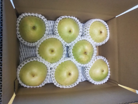 二十世紀梨 7～10玉 2.5ｋｇ