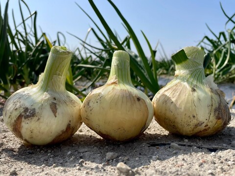 甘くて新鮮！淡路島新玉ねぎ「いくたま」(5㎏箱)