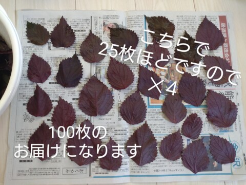 【まとめ買い用】☆赤紫蘇の葉っぱ部のみ100枚お届け☆自然栽培☆古来より薬草としても使用されてきた赤紫蘇☆農薬、除草剤、化学肥料、動物性肥料、一切不使用☆摘みたてをゆうパックにて翌日お届け