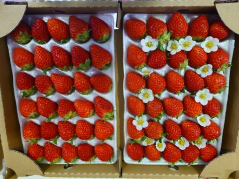 子どもが喜ぶ夏イチゴ☆ジューシーな中粒大粒☆ (2025年 夏秋お届け)