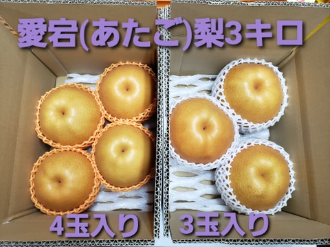 今年最後の梨、愛宕(あたご)🍐
3キロ(3～4玉入り)大玉