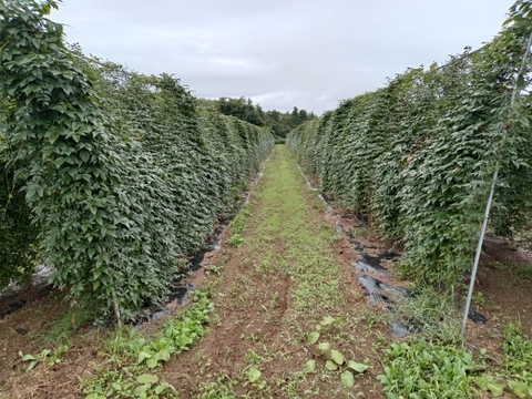 甘〜い生アピオス　200g×5P