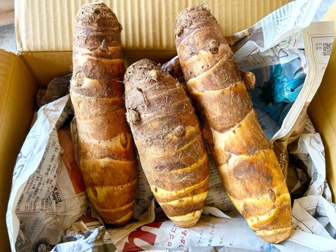 甘味が増した、ホクホクしっとり！タケノコ芋(京芋)4.0Kg