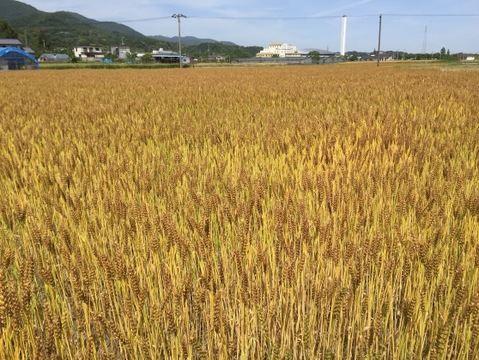 令和6年度産　徳島県産中力粉1.5㎏×2袋