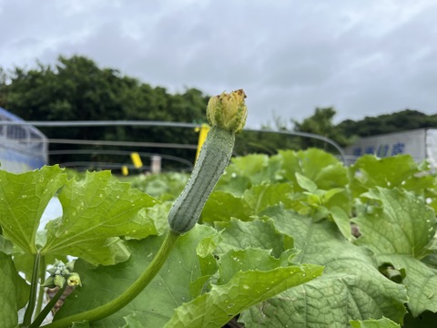 沖縄県南城市産　生でも食べれる！『美らへちま』2kg箱