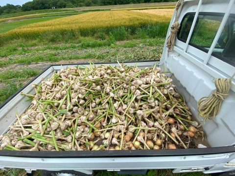 茨城県産 霧島にんにく バラ2kg ネット袋入り：茨城県産の島