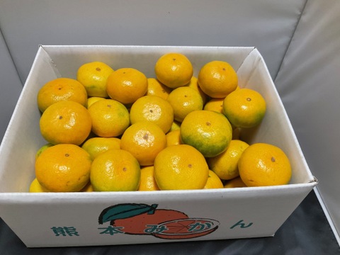 熊本河内みかん 甘さと酸味のバランスが絶品！ サイズSML混合