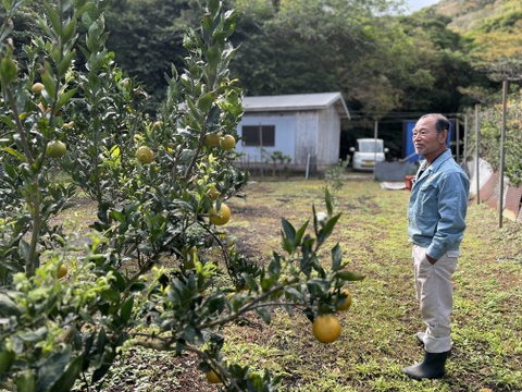 柑橘系の新品種『津之輝』奄美大島産2kg／糖度が高くなる露地栽培／みかんとオレンジの良さを感じられる濃厚で食べやすい希少品種