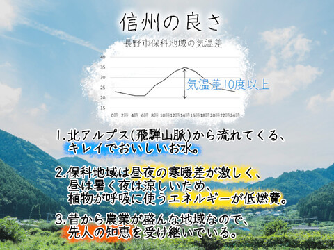 【訳あり】シャインマスカット1.0～1.2kg　【信州長野県産】９月より発送開始