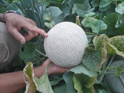 いよいよラスト！北海道赤肉🍈青肉🍈シーズンラストで３Ｌビッグサイズ。日高サラブレッド堆肥と有機質肥料で育ったメロン２玉 。赤肉。青肉。品種はお任せ。農薬・化学肥料不使用栽培🍈は希少。