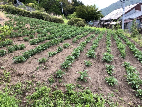 【希少！濃厚な味わい】下栗いも 2kg