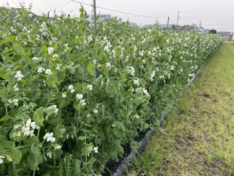 超短期間！【なにわの伝統野菜】強い甘みが特徴の碓井豌豆（うすいえんどう）3kg