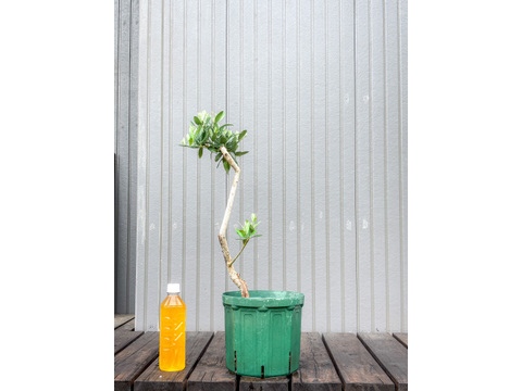 オリーブ 鉢植え タラスコア｜育てやすい シンボルツリー・盆栽にも最適　9