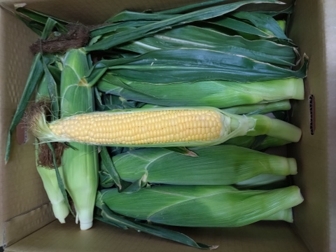 【感謝価格】おおもの5kg　糖度20度前後にもなる激甘スーパースイートコーン！！