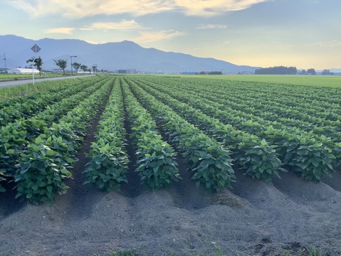 【1月中旬〜下旬のお届け】◎自然栽培◎秘伝大豆4kg《令和6年・山形県鶴岡産》