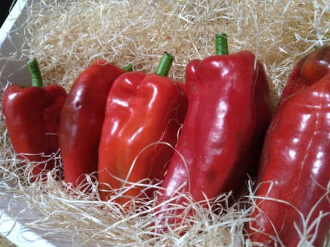 🫑野菜嫌いが吹っ飛ぶ🫑『下剋上ピーマン』400年土壌の栄養を最大限享受したブランドピーマン💡寛永鶴見ブランド1kgお試しキャンペーン💪2026年度予約☘️