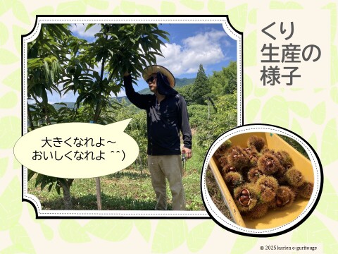 特選丹波栗　特大3-4Lサイズ　2kg 筑波 丹波栗 早生 「丹沢」3L・4L混合サイズ約1Kg②（本州のみ）：京都府産