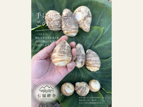 農薬・化学肥料不使用】七福耕舎の里芋 5kg（大・中・小サイズ混合