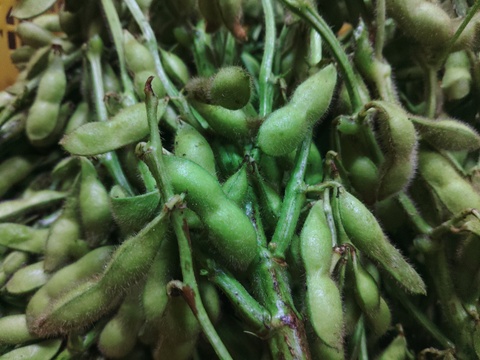 農薬不使用、無肥料栽培、希少!　山梨県上野原産　津久井在来枝豆（枝付き）１ｋｇ