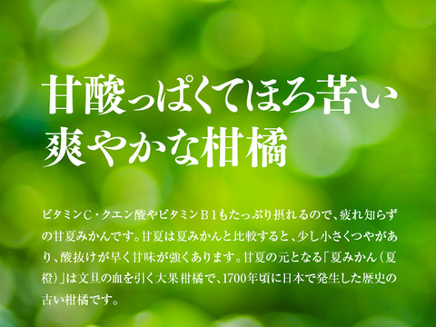 そら甘夏【天空のみかん】愛媛産みかん サイズ混合4kg