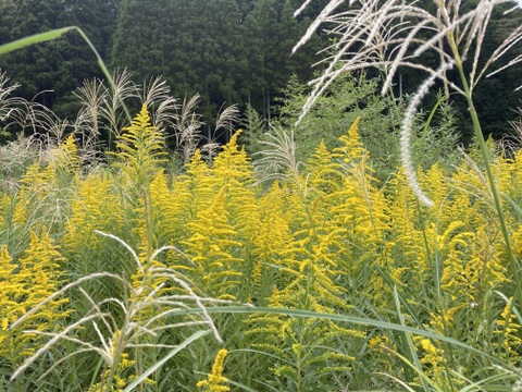 2025年6号のハチミツさん 160g