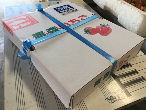 ※期間限定※【業務用】夏秋いちご［大サイズ]内容量12kg