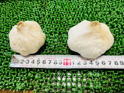 ニンニク令和7年産　横浜市内産☆生産中農薬不使用品「約6㎝〜10個前後800g」メール便360円