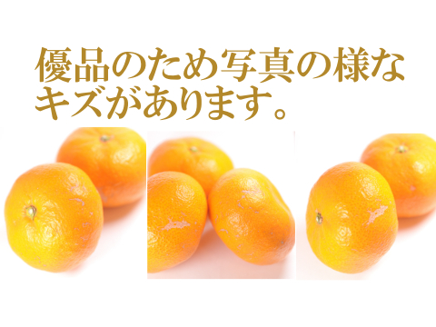 濃厚完熟　蔵出し　青島みかん　優品・4.5ｋｇ